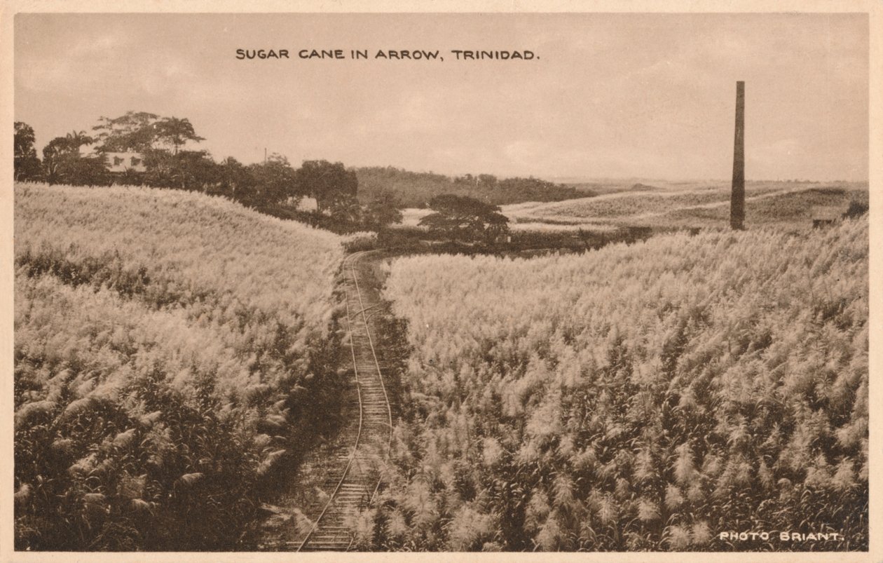 Cukornád Arrow Trinidadban, c1900 alkotó: Unbekannt