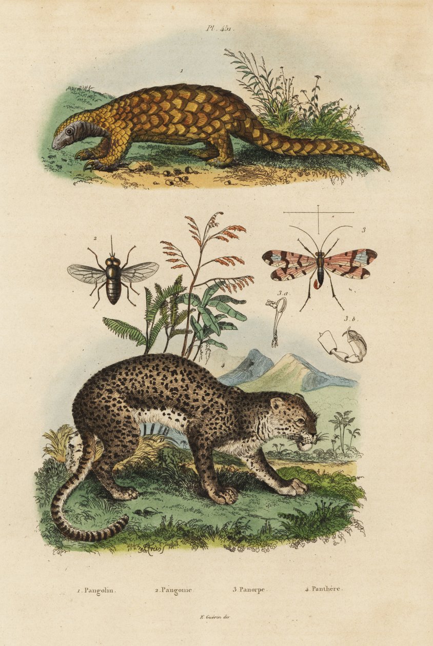 Sunda Pangolin, Manis Mammoth, Critically Endangered ೧, Leopard, Panthera Purdues ೪, Horse Fly, Tabanx Roastrates ೩, Scorpion Fly, Panorpa communis ೩ alkotó: Unbekannt
