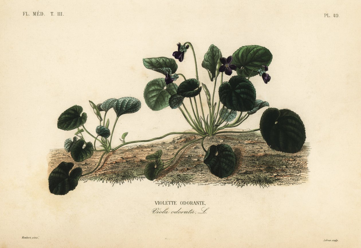 Édes ibolya vagy kerti ibolya, Viola odorata, Édes ibolya alkotó: Unbekannt