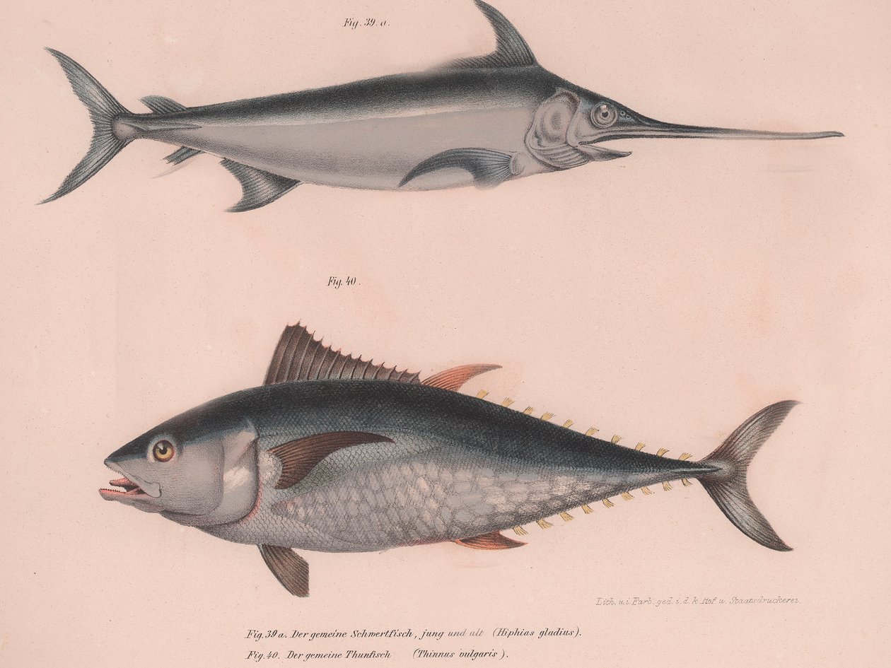 Kardhal Xiphias kard, Thinnus bulgaris, 1850-es évek körül alkotó: Unbekannt