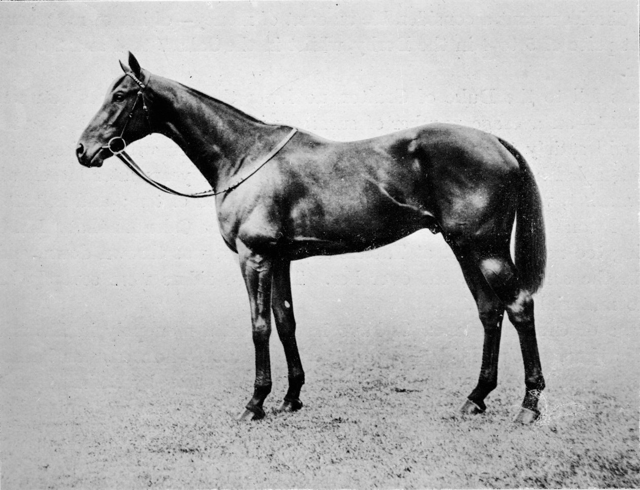 Swynford, 1907-1928, 1911 alkotó: Unbekannt