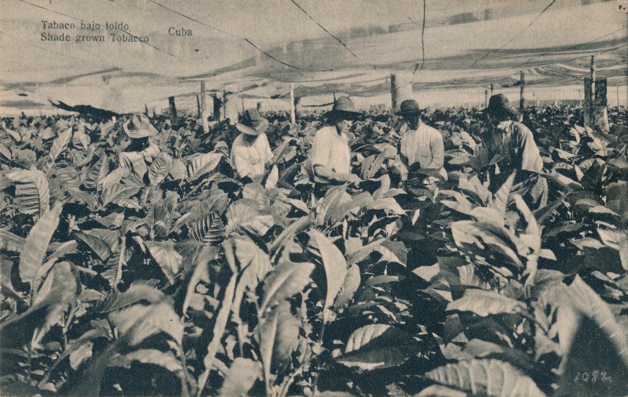Dohány a napellenző alatt. Árnyékban termesztett dohány - Kuba, c1900 alkotó: Unbekannt