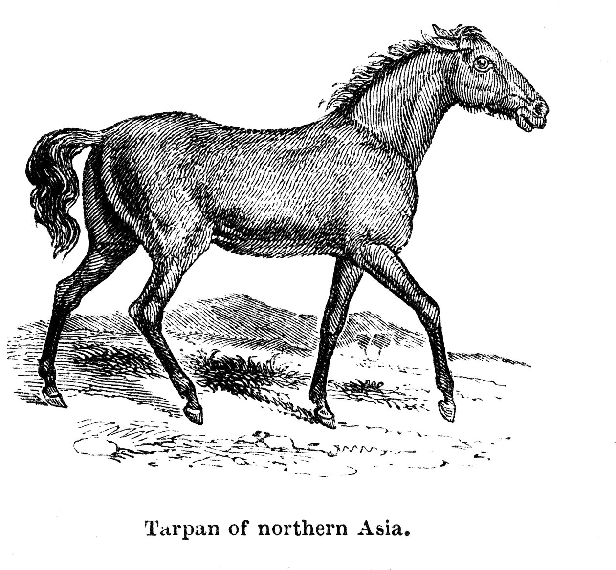 Tarpán, 1850 alkotó: Unbekannt
