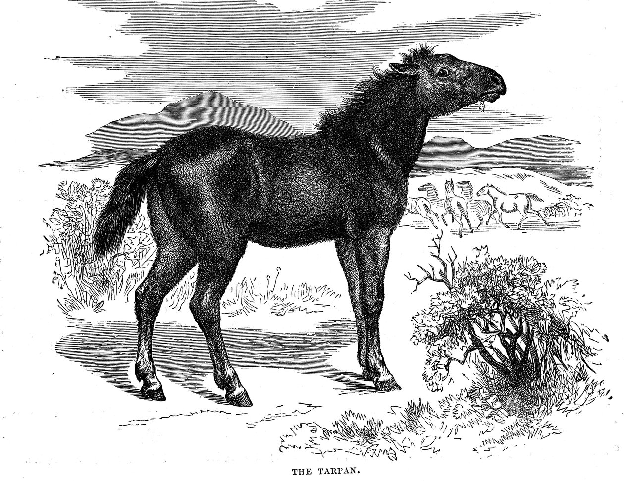 Tarpán, 1884 alkotó: Unbekannt