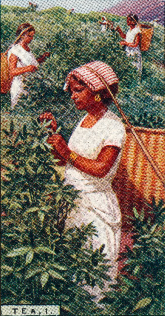 Tea, 1. - Levelek kopasztása, Ceylon, 1928 alkotó: Unbekannt