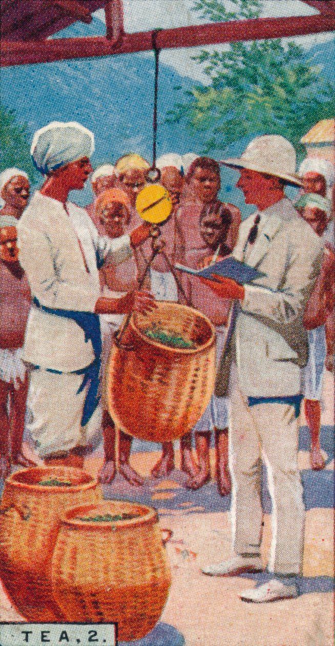 Tea, 2. - Weighing the Pickings, Ceylon, 1928 alkotó: Unbekannt