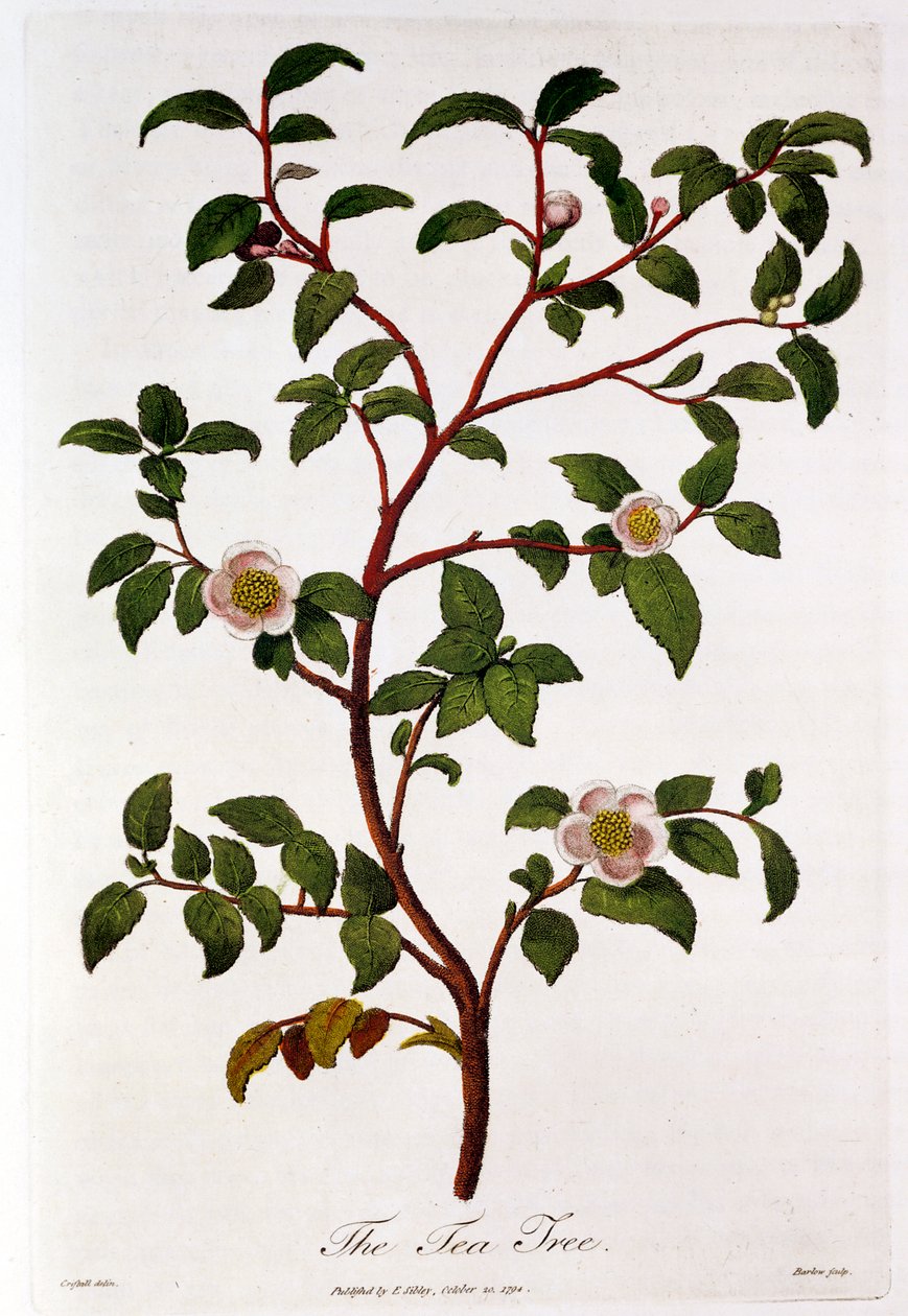 Tea: a Camellia sinensis ága, 1798 alkotó: Unbekannt