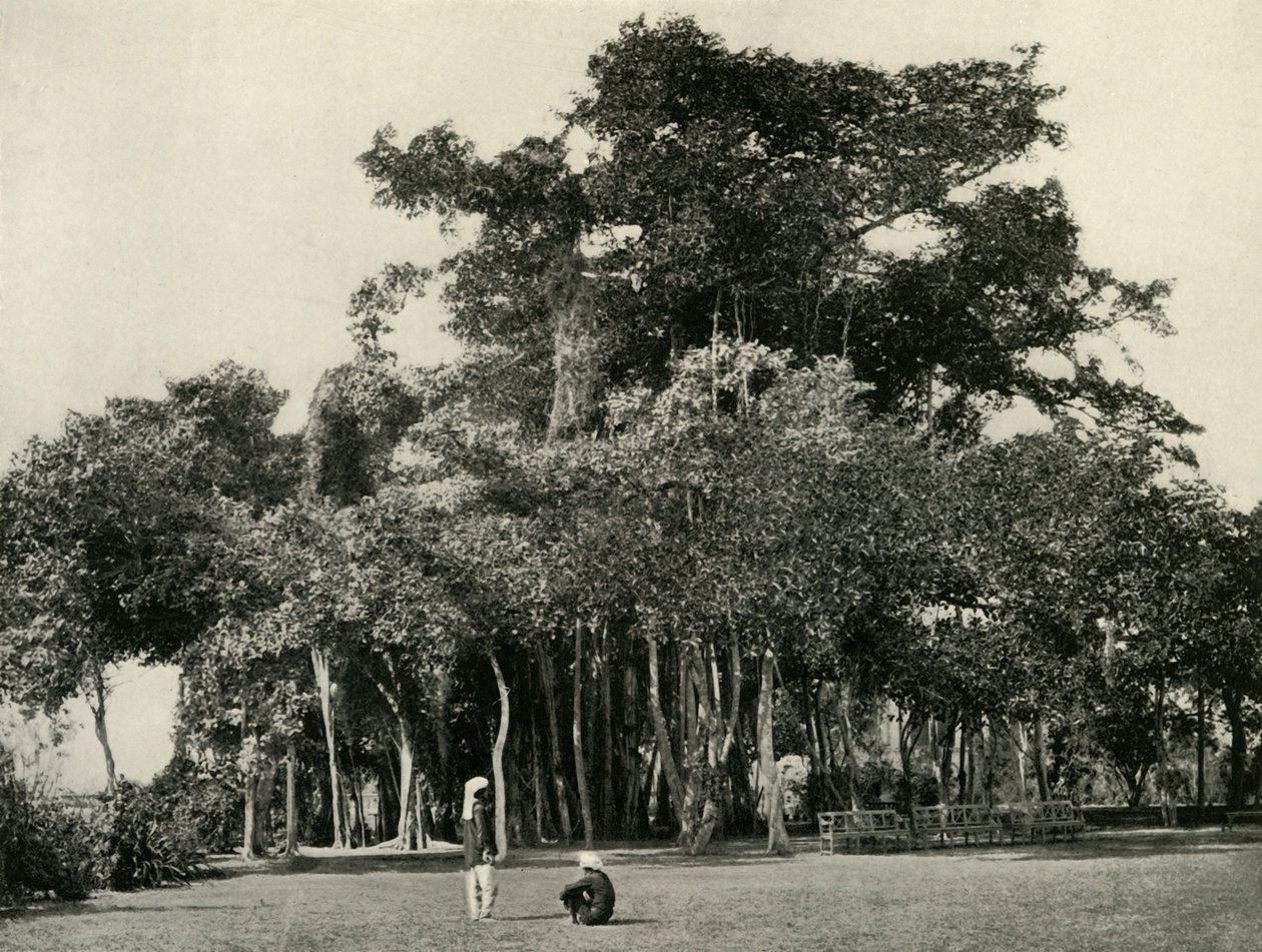 A Banyan Tree, Barrackpore, 1870, 1925. alkotó: Unbekannt
