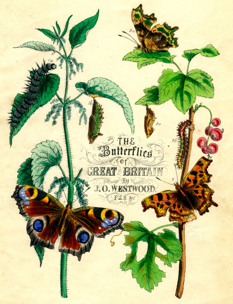 Nagy-Britannia pillangói, c1855 alkotó: Unbekannt