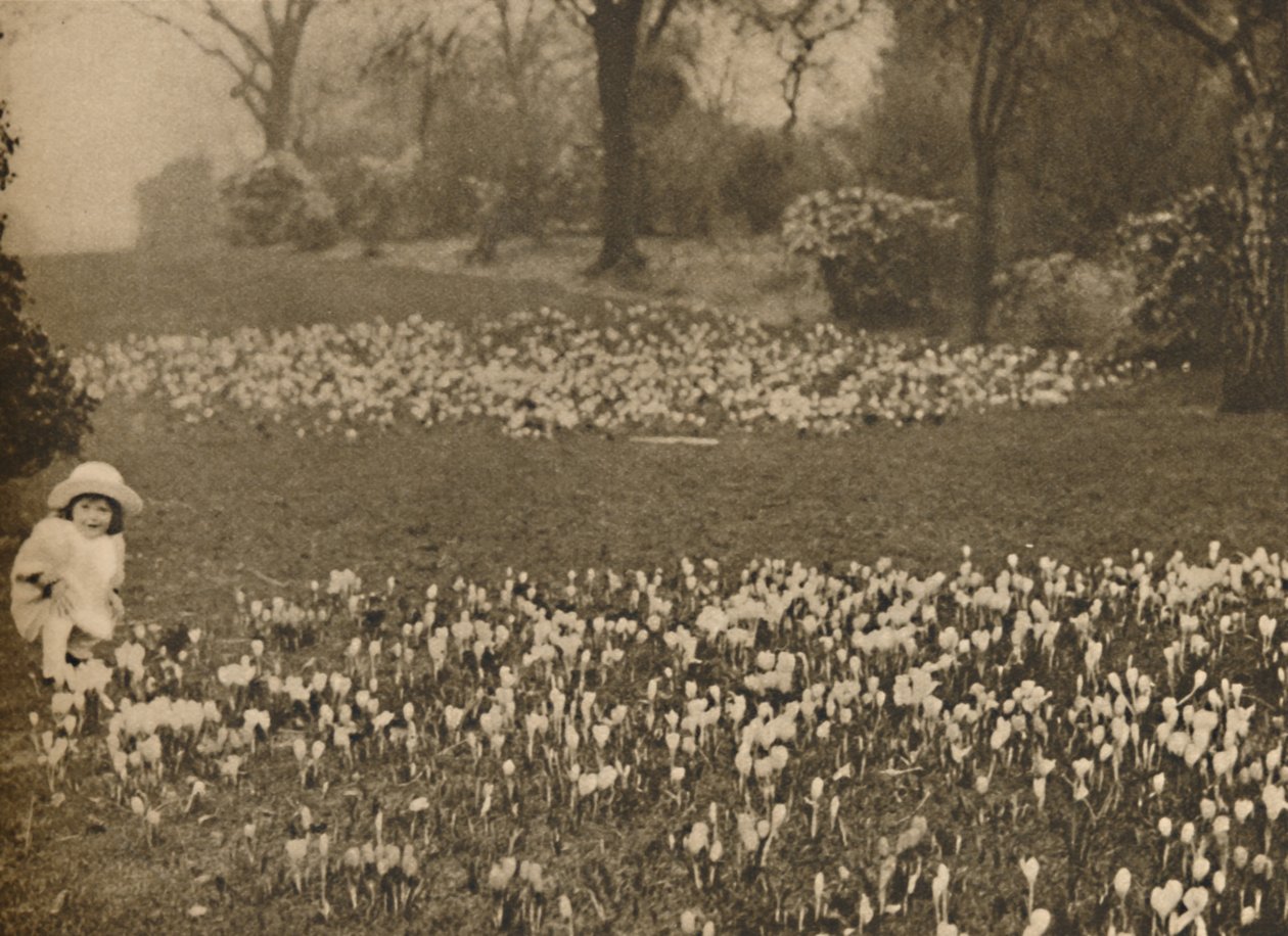 A tavaszi krokuszszőnyeg, c1935. alkotó: Unbekannt