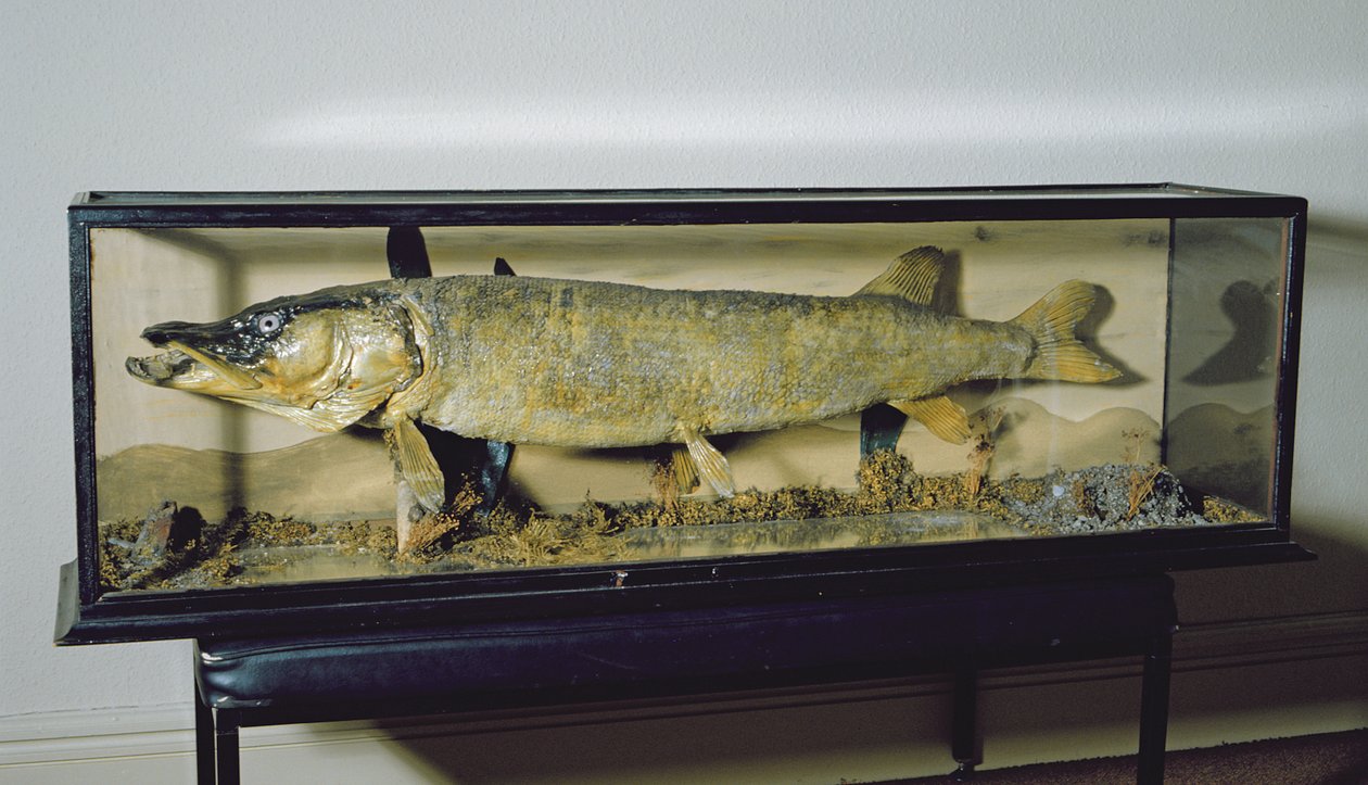 A Dowdeswell Pike, hossza 135 cm alkotó: Unbekannt