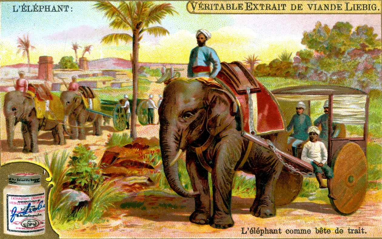 Az elefánt, mint igásállat, c1900 alkotó: Unbekannt