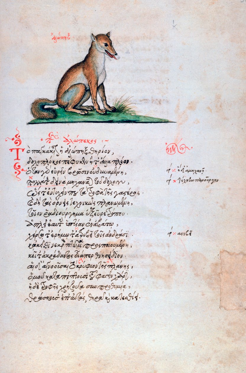 A róka, 1564 alkotó: Unbekannt