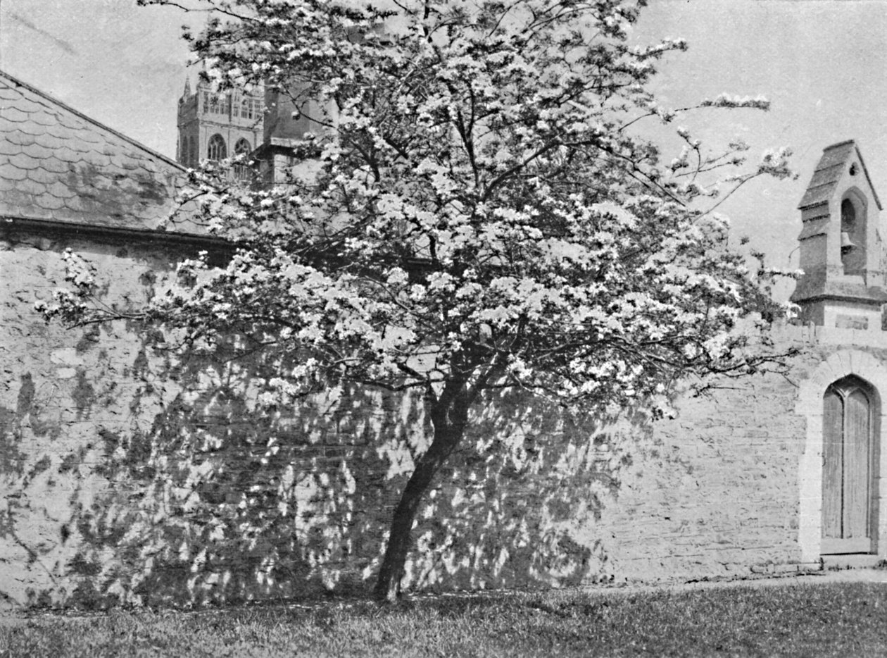 A Glastonbury Thorn, 1902 alkotó: Unbekannt