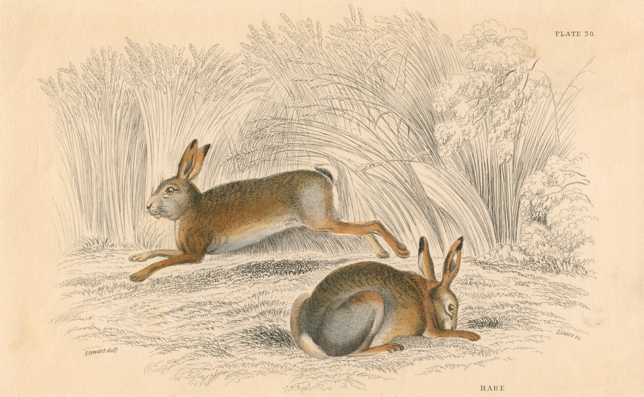 A Hare Lepus europaeus, 1828 alkotó: Unbekannt