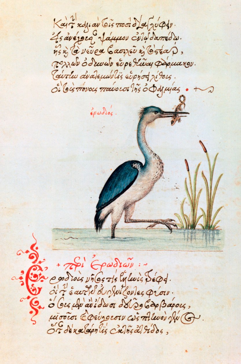 A gém, 1564 alkotó: Unbekannt