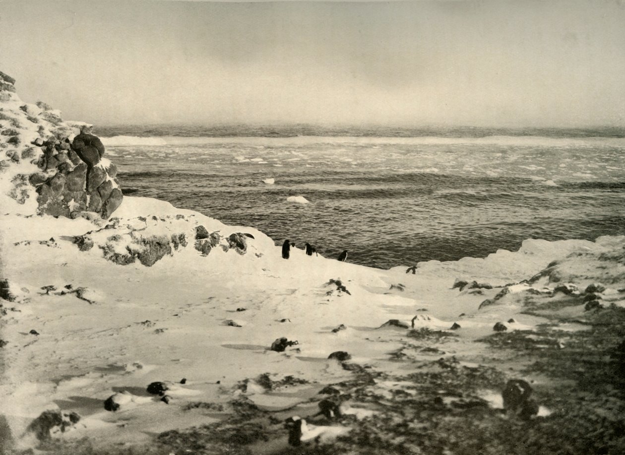 Az utolsó pingvinek vándorlásuk előtt, 1908 márciusában, 1909. alkotó: Unbekannt