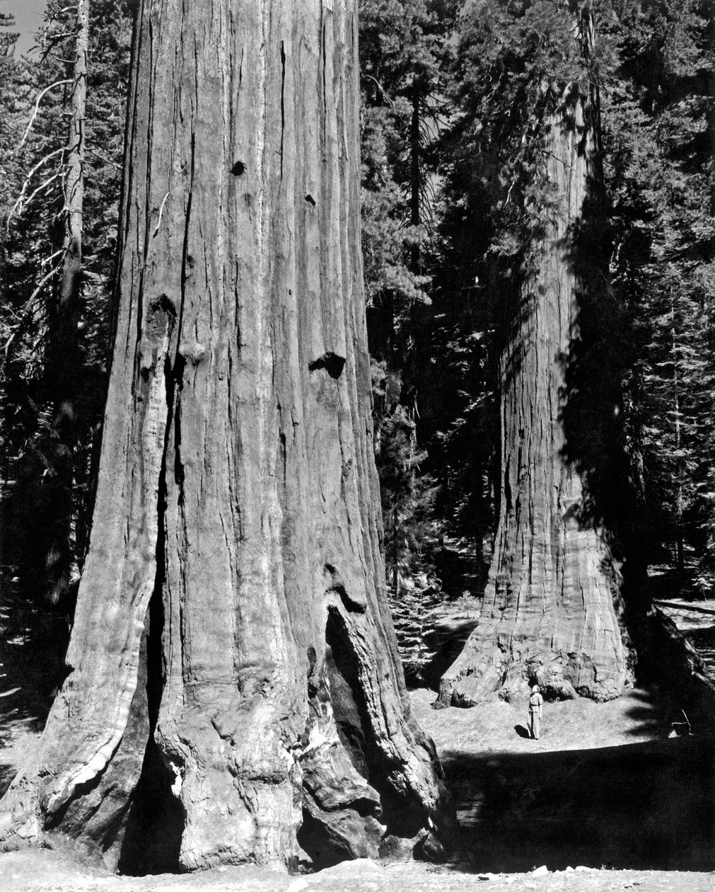 A Mariposa Grove Yosemite-ben (f/w fotó) alkotó: Unbekannt