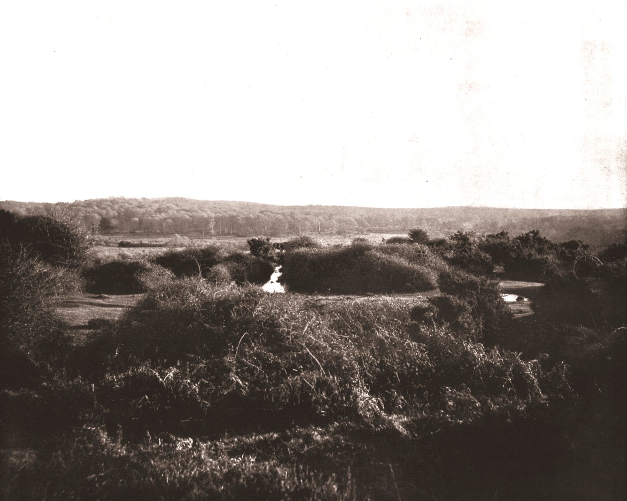 The New Forest, Hampshire, 1894. alkotó: Unbekannt