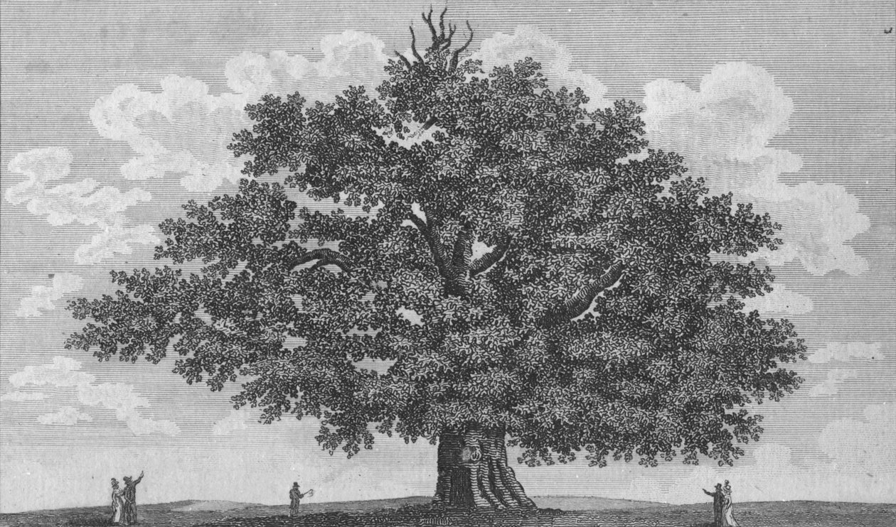 A Penshurst Oak, 1794 alkotó: Unbekannt