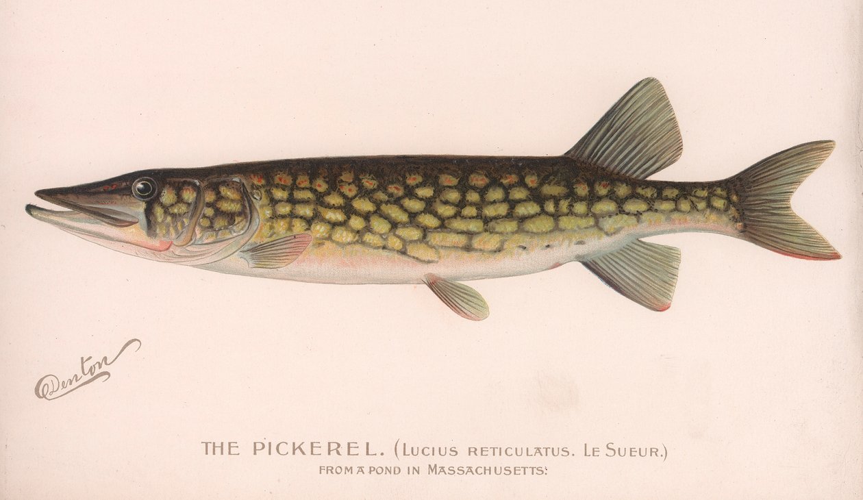 A pickerel Lucius Reticulatus. Le Sueur., 1920-as évek körül alkotó: Unbekannt
