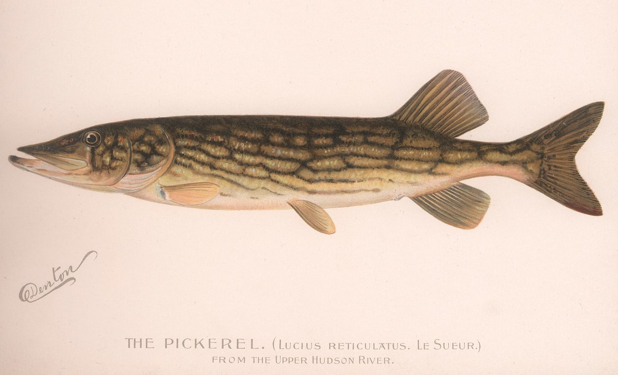 A pickerel Lucius Reticulatus. Le Sueur, 1920-as évek alkotó: Unbekannt
