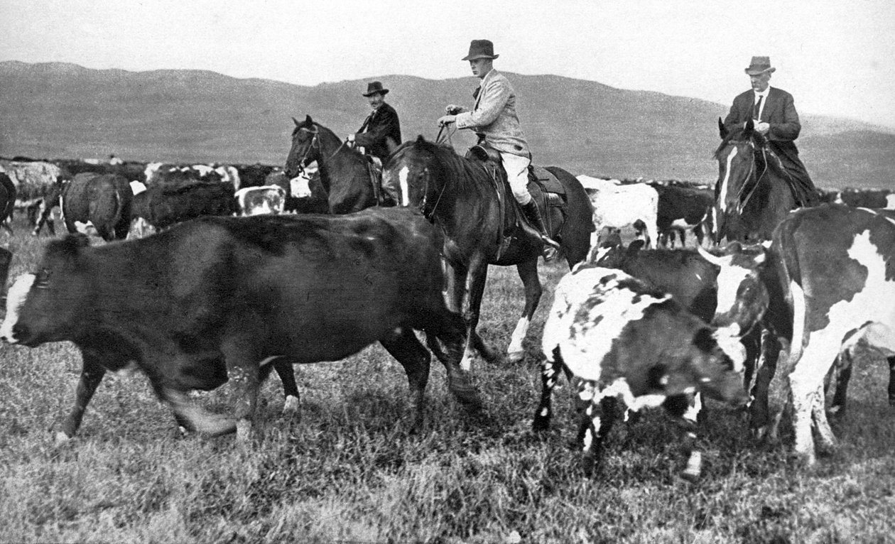 A walesi herceg szarvasmarhákat szed össze a kanadai Albertában, az 1930-as években alkotó: Unbekannt