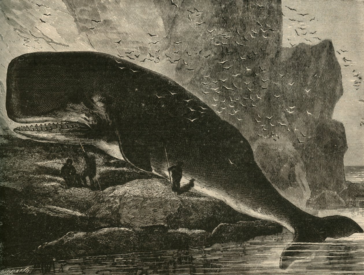 A sperma bálna, 1882. alkotó: Unbekannt