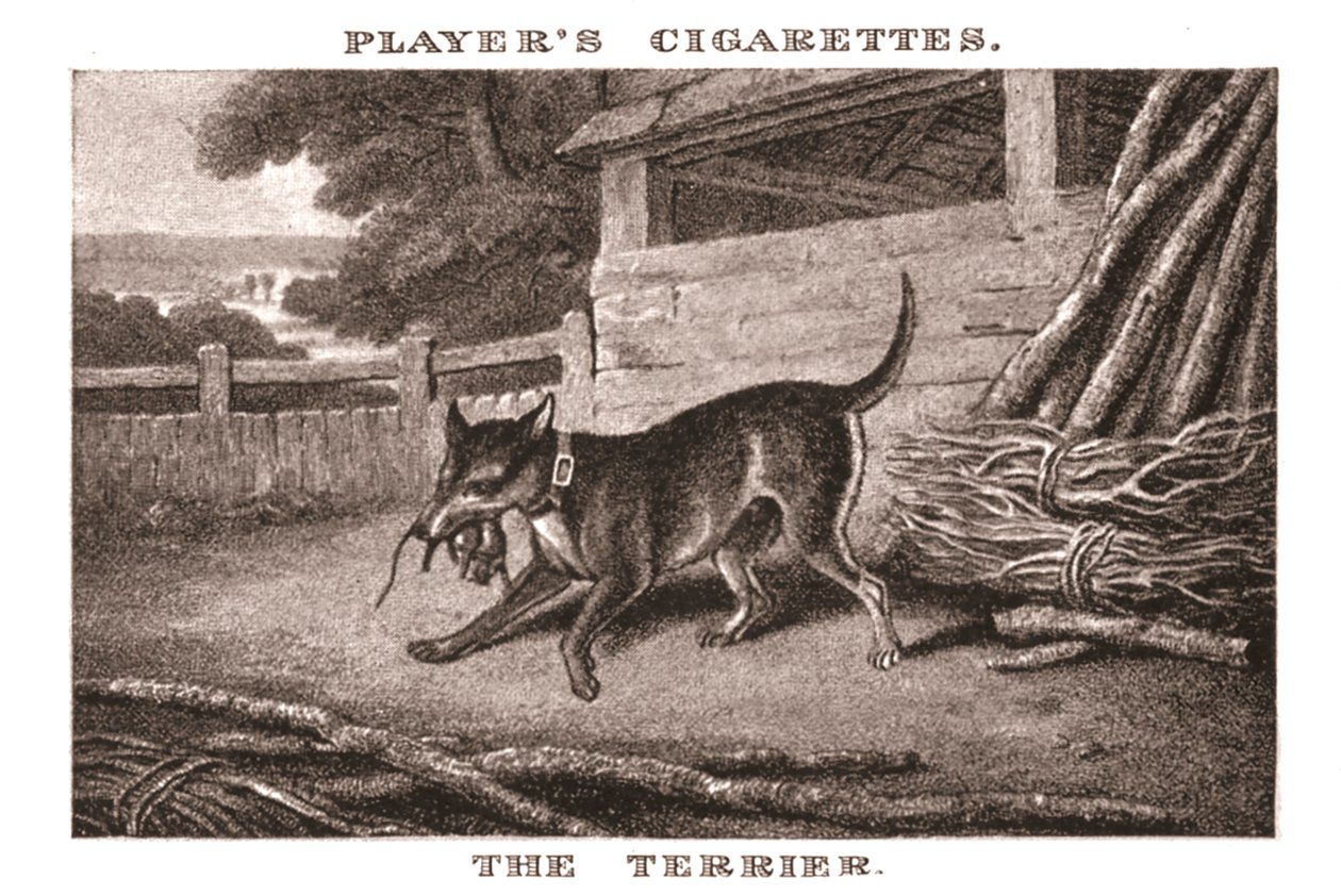 Terrier, 1924. alkotó: Unbekannt