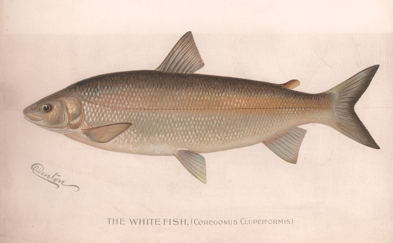 A fehér hal Coregonus Clupeiformis, az 1920-as évek körül alkotó: Unbekannt