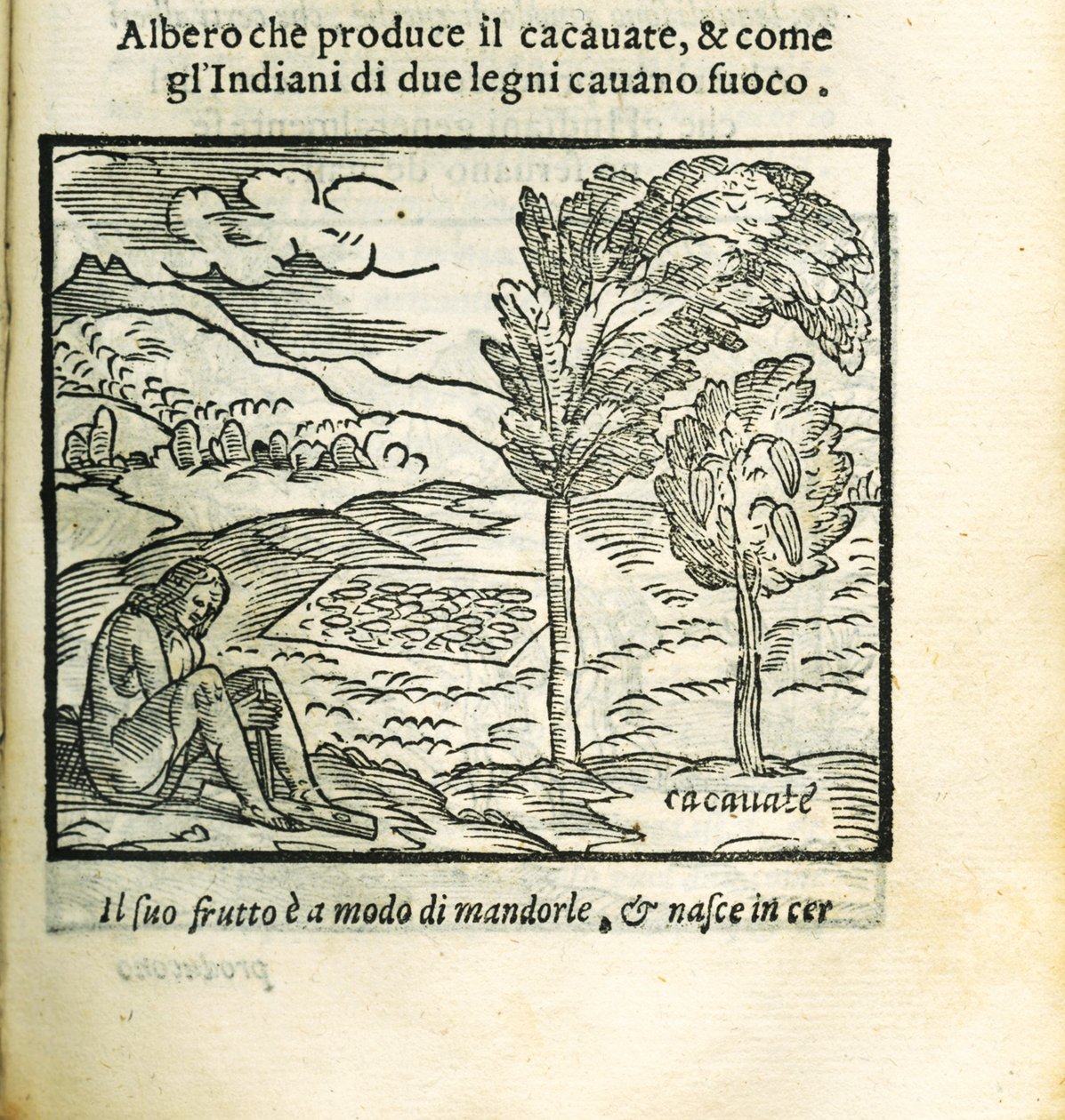 A kakaófa. Girolamo Benzoni Historia del Mondo Nuovo-jából, 1563. alkotó: Unbekannt