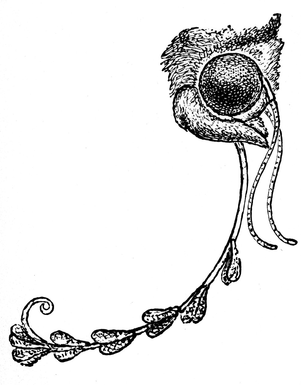 Az Acontia luctuosa lepke és az orchidea pollenje, 1862 alkotó: Unbekannt