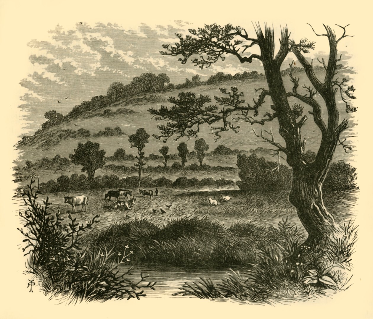 Thistledon, 1898. alkotó: Unbekannt