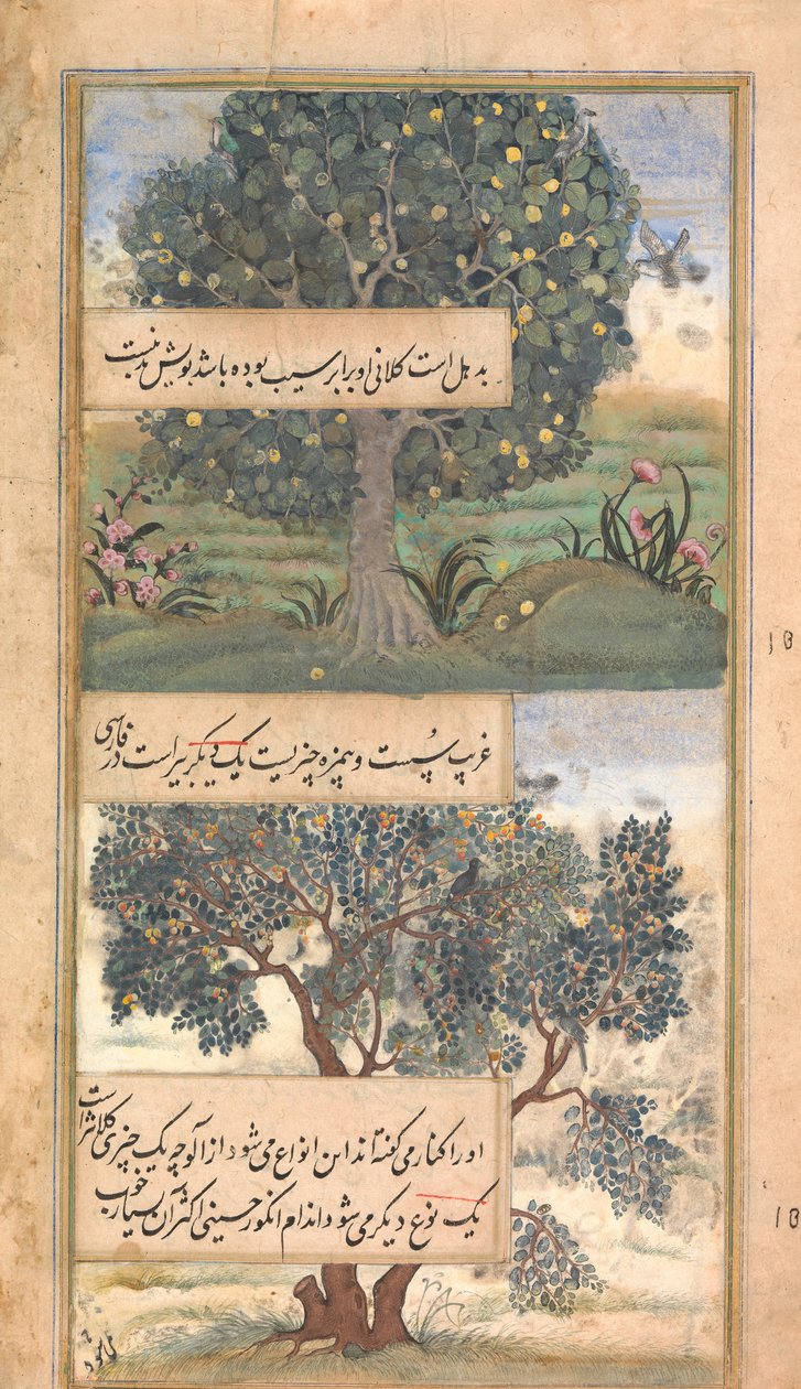 India három fája, Folio Babur Baburnama önéletrajzából, 16. század vége. alkotó: Unbekannt