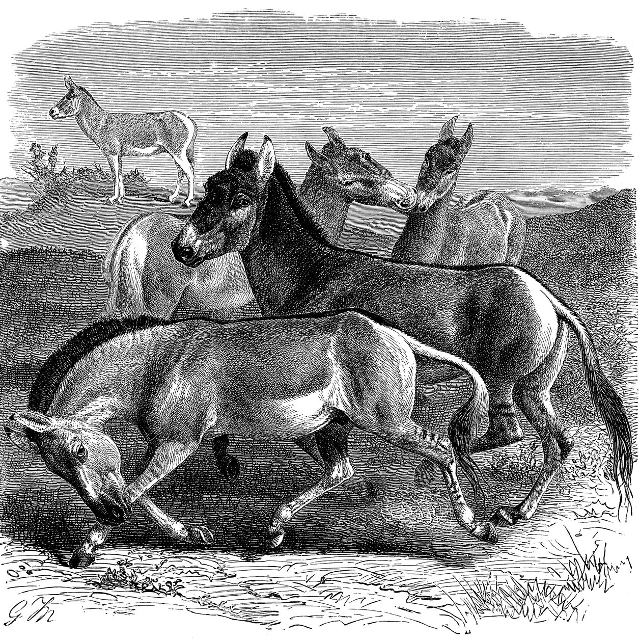 Tibeti vadszamár vagy kiang, 1893 alkotó: Unbekannt