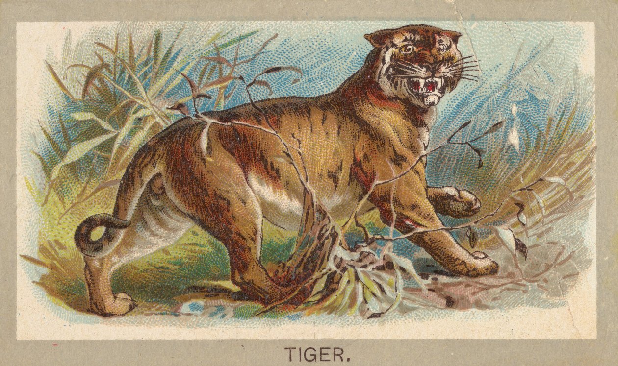 Tigris, az Animals of the World sorozatból, T180, kibocsátó: Abdul Cigarettes, 1881. alkotó: Unbekannt