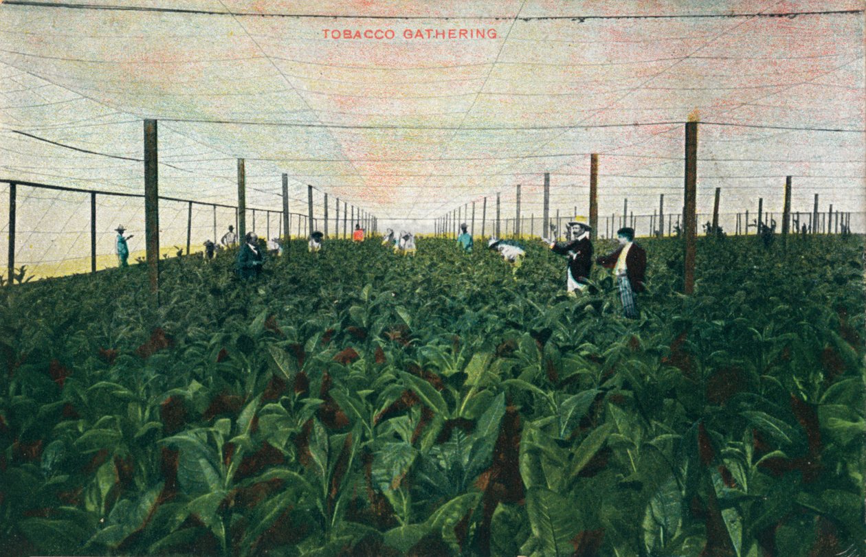 Dohánygyűjtés, 1900 alkotó: Unbekannt