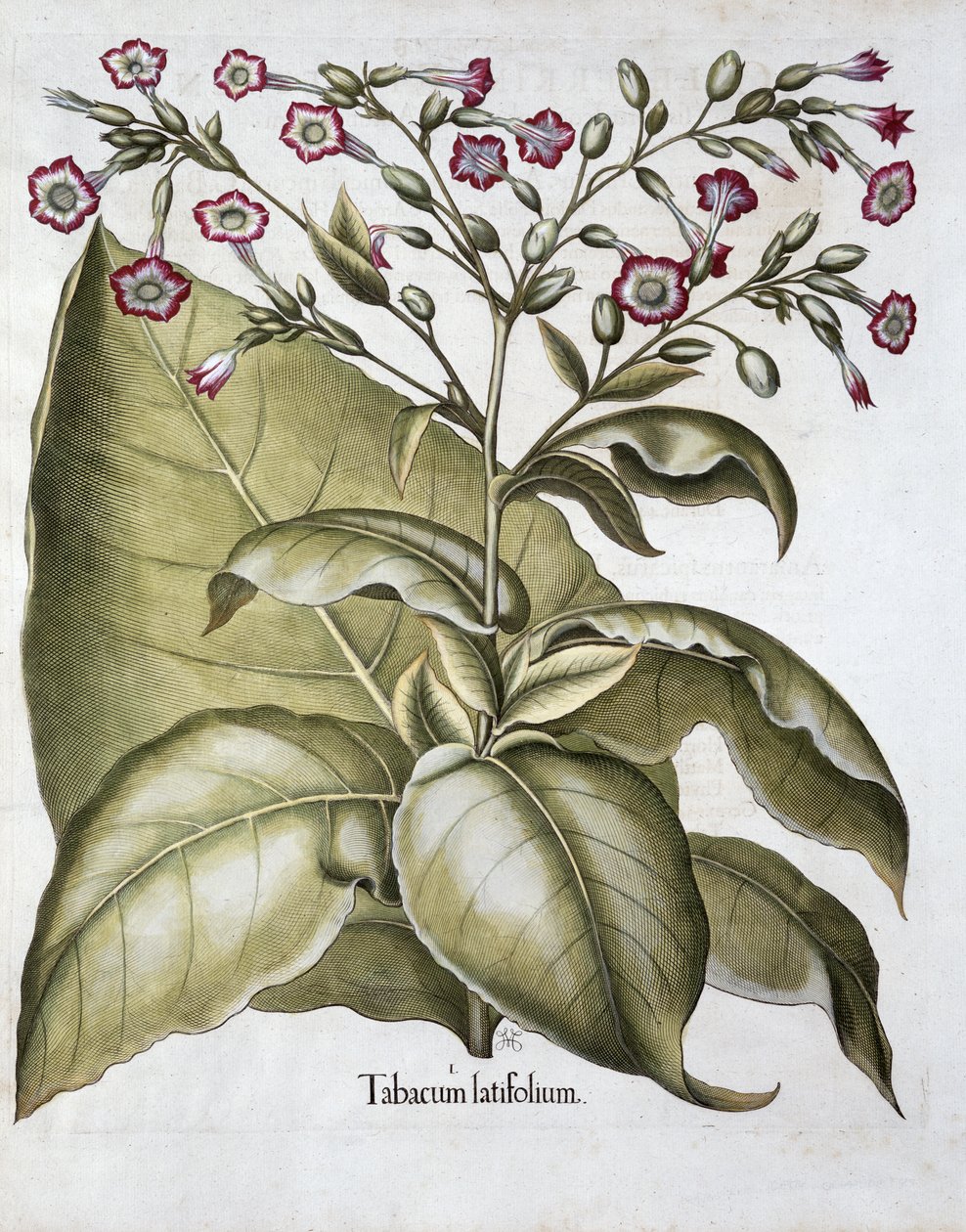 Dohánynövény, 1613 alkotó: Unbekannt