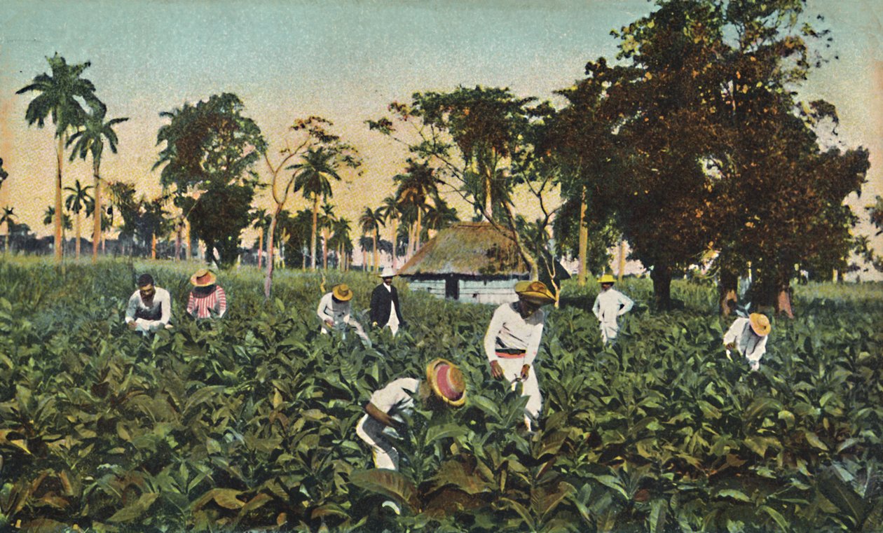 Dohányültetvény, Kuba, 1920-as évek. alkotó: Unbekannt