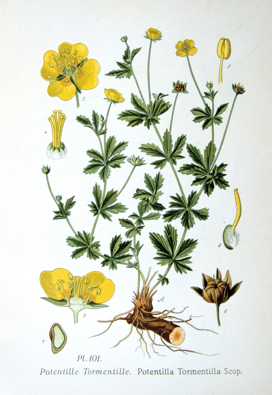 Tormentil, 1893 alkotó: Unbekannt