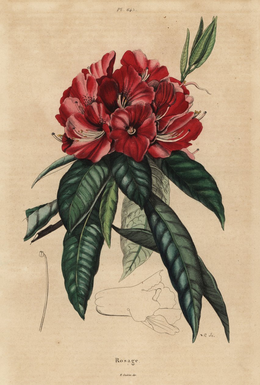 Fa rododendron, Rhododendron arboreum alkotó: Unbekannt