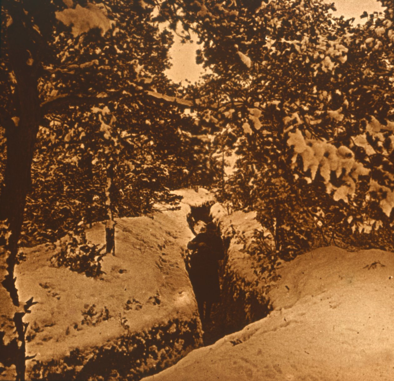 Fenyők alatti árkok, c1914-c1918 alkotó: Unbekannt