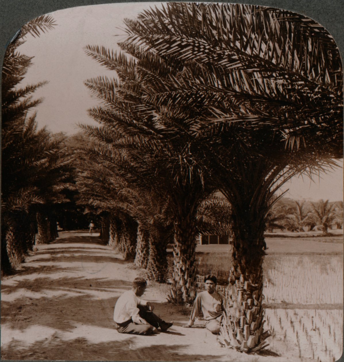 A datolyapálmák trópusi szépsége, Moanalua Honolulu közelében, H. Is. c1900 alkotó: Unbekannt