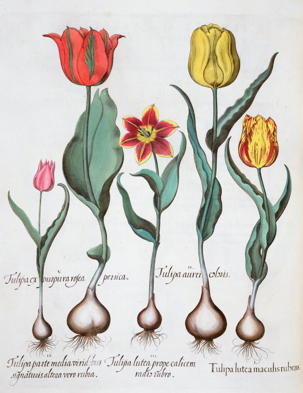 Tulipán, 1613 alkotó: Unbekannt