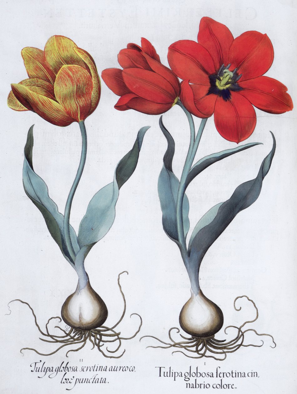 Tulipán, 1613 alkotó: Unbekannt
