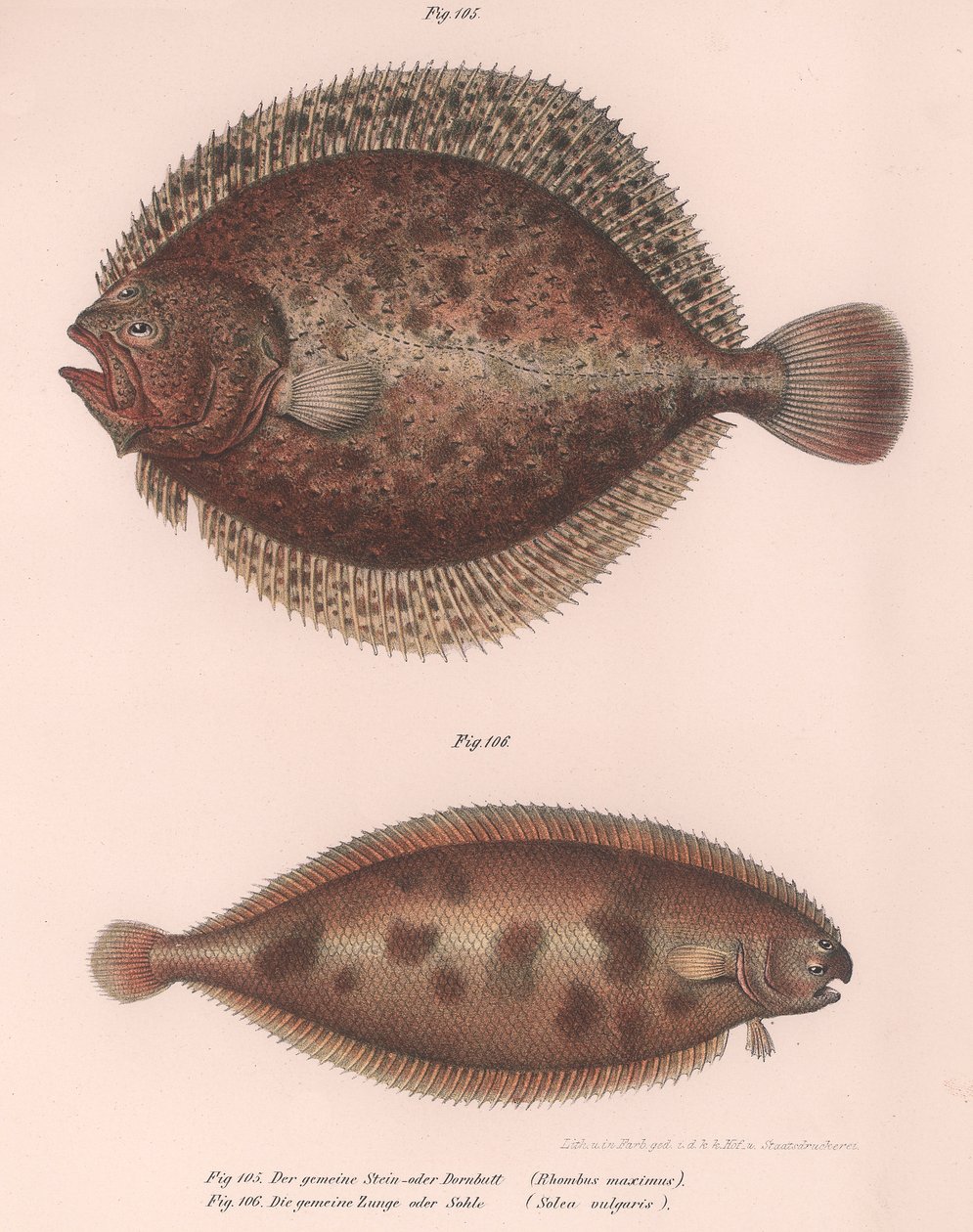 Turbolya, Rhombus maximus, közönséges nyelvhal Solea vulgaris, 1850-es évek alkotó: Unbekannt