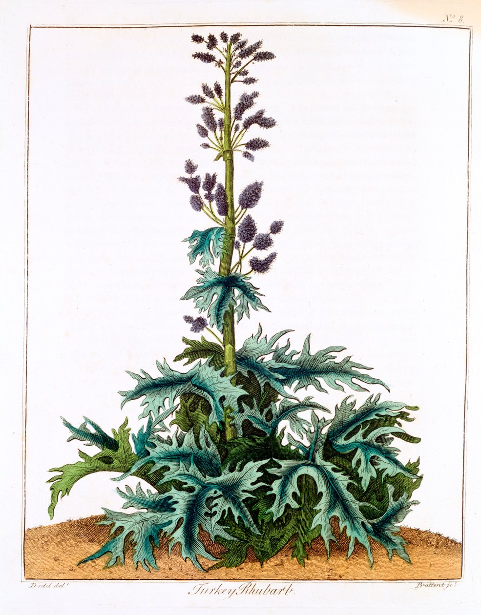 Pulyka rebarbara, 1798 alkotó: Unbekannt