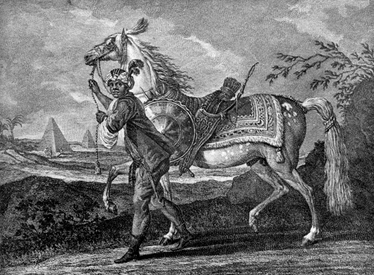 Török arab ló, 1722 1938 alkotó: Unbekannt