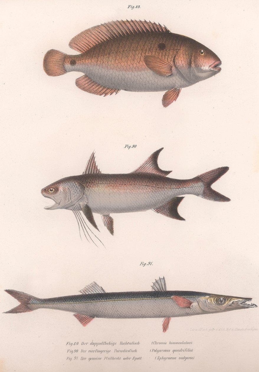 Kétfoltos Bimaculatus, afrikai vörösúszójú, közönséges barracuda, 1850-es évek alkotó: Unbekannt