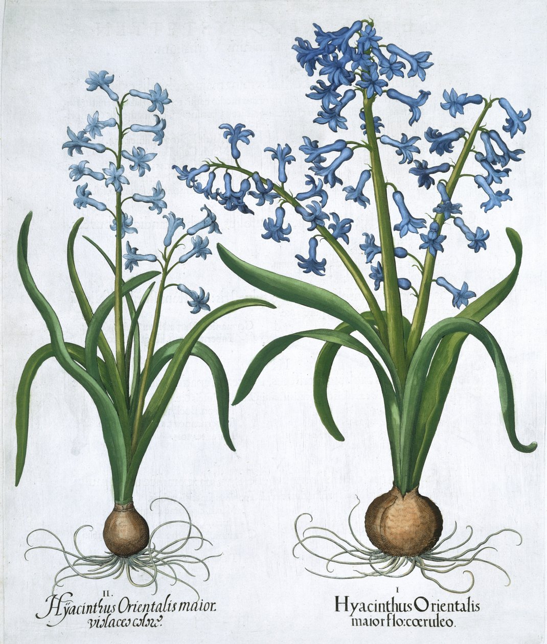 Két kék jácint, 1613 alkotó: Unbekannt